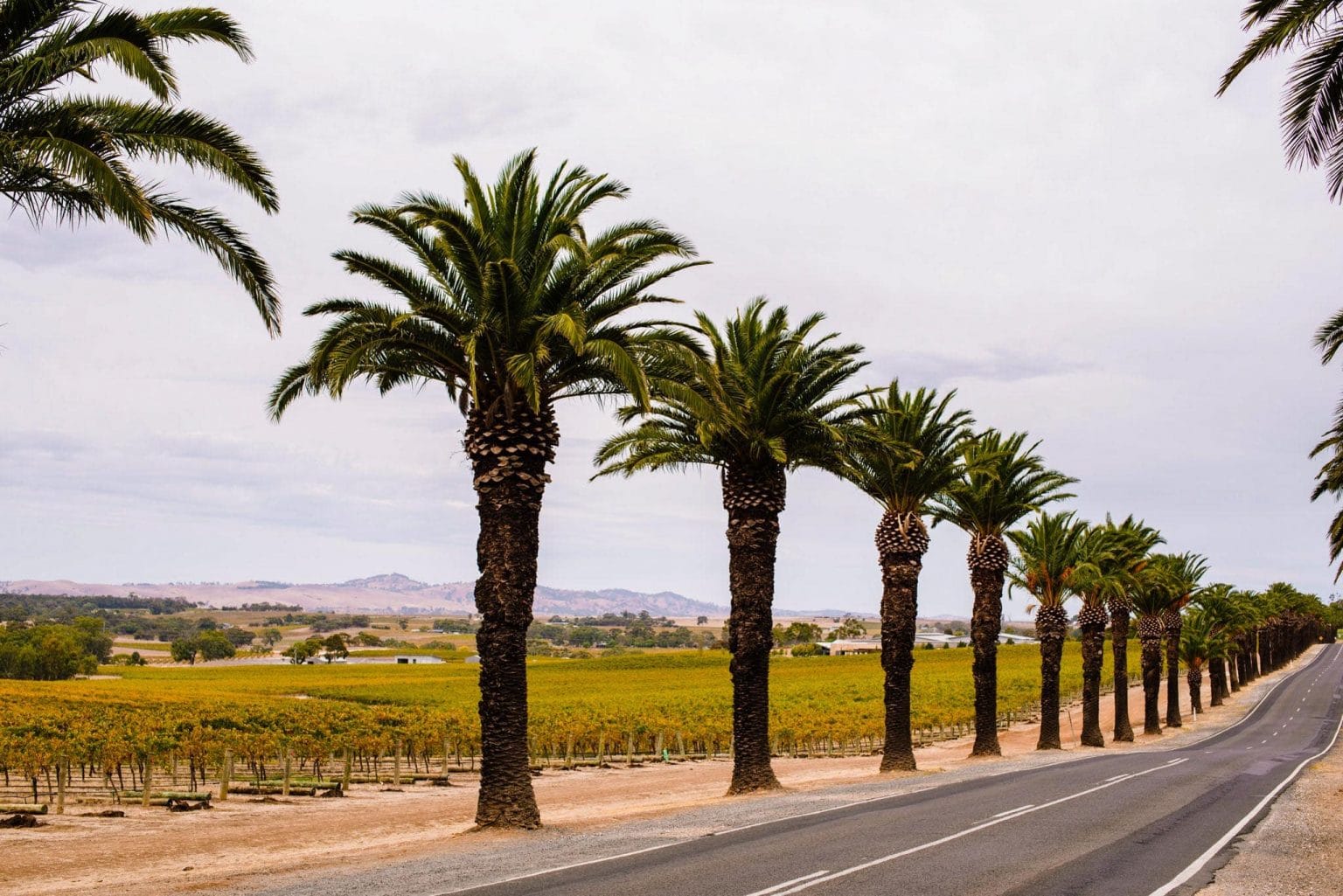 Top 5 Things to Do in the Barossa (That Aren