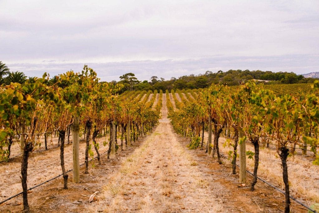 Things to do in the Barossa | BIG4 Barossa Tourist Park