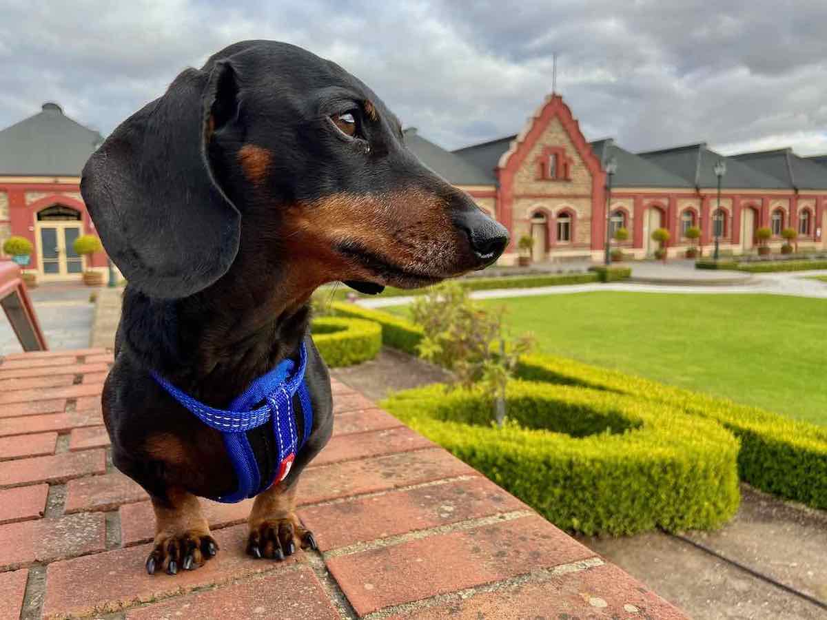 Dog Friendly Barossa Valley