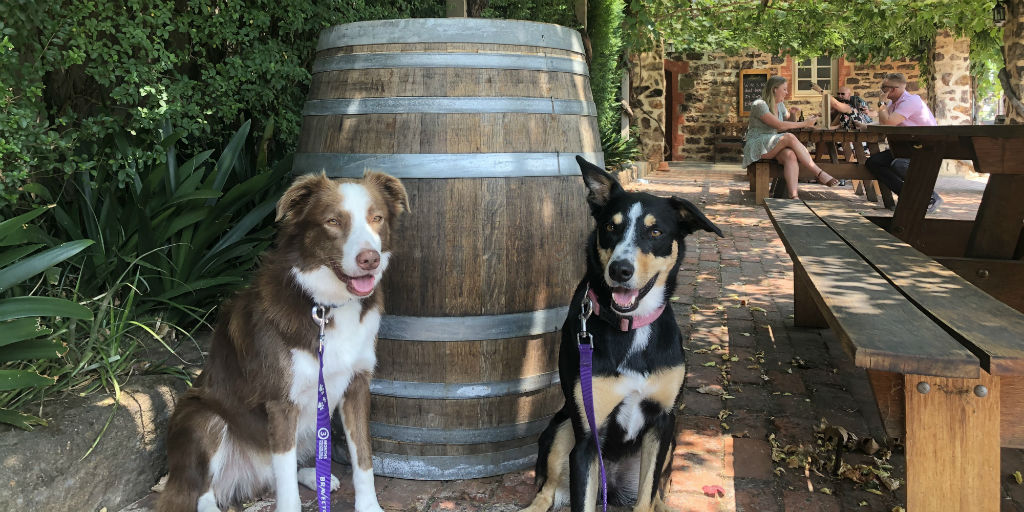 St Hallett Winery Dog Friendly